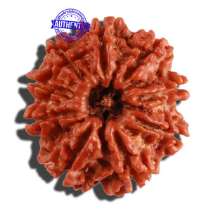 9 Mukhi Nepalese Rudraksha - Bead No. 273