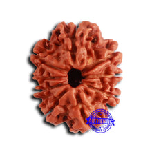 Load image into Gallery viewer, 9 Mukhi Nepalese Rudraksha - Bead No. 406
