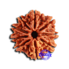 Load image into Gallery viewer, 9 Mukhi Nepalese Rudraksha - Bead No. 410
