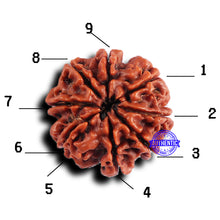 Load image into Gallery viewer, 9 Mukhi Nepalese Rudraksha - Bead No. 416
