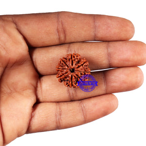 9 Mukhi Nepalese Rudraksha - Bead No. 416