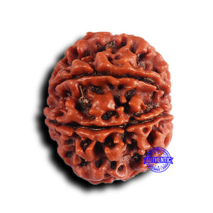 9 Mukhi Nepalese Rudraksha - Bead No. 416