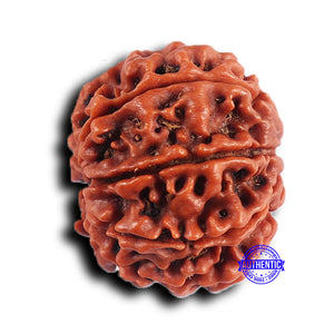 9 Mukhi Nepalese Rudraksha - Bead No. 416