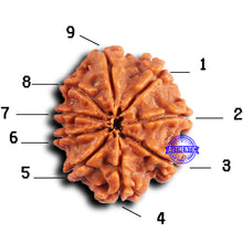 Load image into Gallery viewer, 9 Mukhi Nepalese Rudraksha - Bead No. 417
