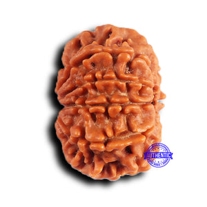 9 Mukhi Nepalese Rudraksha - Bead No. 417