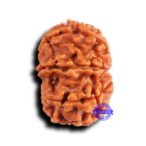 9 Mukhi Nepalese Rudraksha - Bead No. 417