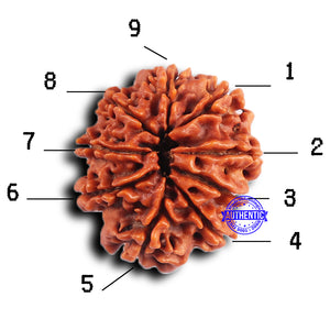 9 Mukhi Nepalese Rudraksha - Bead No. 418