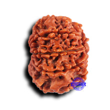 Load image into Gallery viewer, 9 Mukhi Nepalese Rudraksha - Bead No. 418
