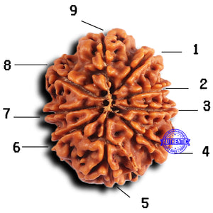 9 Mukhi Nepalese Rudraksha - Bead No. 420