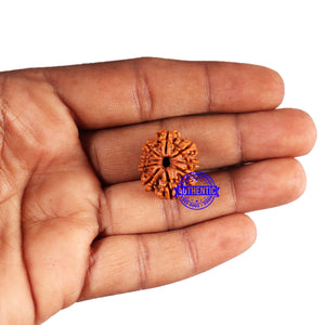 9 Mukhi Nepalese Rudraksha - Bead No. 420