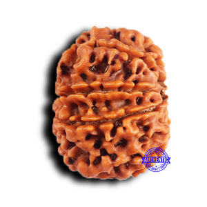 9 Mukhi Nepalese Rudraksha - Bead No. 420