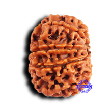 Load image into Gallery viewer, 9 Mukhi Nepalese Rudraksha - Bead No. 420
