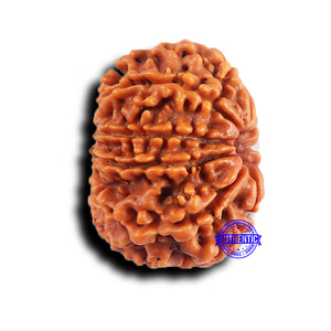 9 Mukhi Nepalese Rudraksha - Bead No. 420