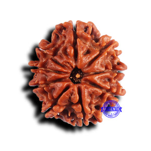 9 Mukhi Nepalese Rudraksha - Bead No. 421