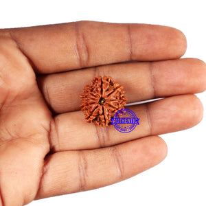 9 Mukhi Nepalese Rudraksha - Bead No. 421