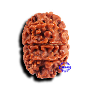 9 Mukhi Nepalese Rudraksha - Bead No. 421