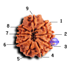 Load image into Gallery viewer, 9 Mukhi Nepalese Rudraksha - Bead No. 422
