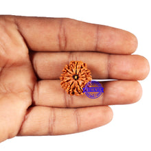 Load image into Gallery viewer, 9 Mukhi Nepalese Rudraksha - Bead No. 422
