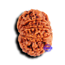 Load image into Gallery viewer, 9 Mukhi Nepalese Rudraksha - Bead No. 422
