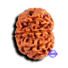 Load image into Gallery viewer, 9 Mukhi Nepalese Rudraksha - Bead No. 422
