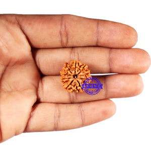 9 Mukhi Nepalese Rudraksha - Bead No. 423