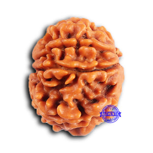 9 Mukhi Nepalese Rudraksha - Bead No. 423