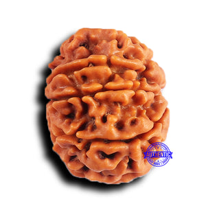 9 Mukhi Nepalese Rudraksha - Bead No. 423