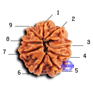 9 Mukhi Nepalese Rudraksha - Bead No. 423