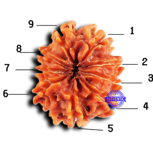 9 Mukhi Nepalese Rudraksha - Bead No. 424