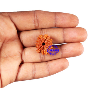 9 Mukhi Nepalese Rudraksha - Bead No. 424