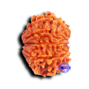 9 Mukhi Nepalese Rudraksha - Bead No. 424