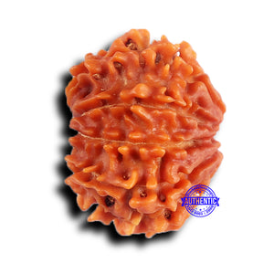 9 Mukhi Nepalese Rudraksha - Bead No. 424