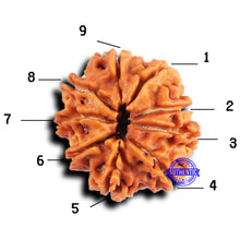 Load image into Gallery viewer, 9 Mukhi Nepalese Rudraksha - Bead No. 425
