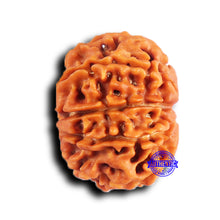 Load image into Gallery viewer, 9 Mukhi Nepalese Rudraksha - Bead No. 425
