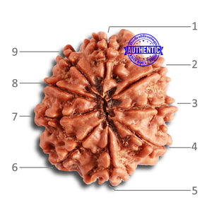 9 Mukhi Nepalese Rudraksha - Bead No. 327