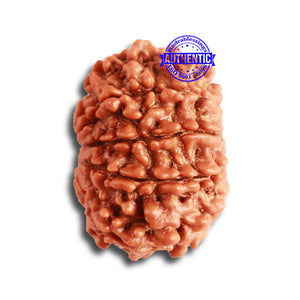 9 Mukhi Nepalese Rudraksha - Bead No. 327