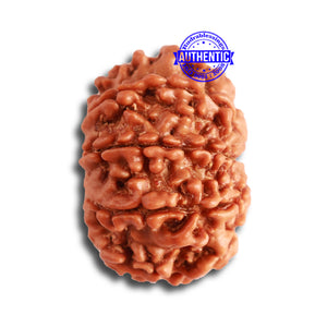 9 Mukhi Nepalese Rudraksha - Bead No. 327