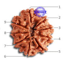 Load image into Gallery viewer, 9 Mukhi Nepalese Rudraksha - Bead No. 329
