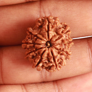 9 Mukhi Nepalese Rudraksha - Bead No. 329