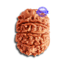 Load image into Gallery viewer, 9 Mukhi Nepalese Rudraksha - Bead No. 329
