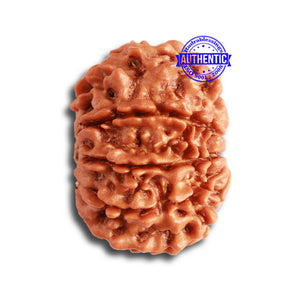 9 Mukhi Nepalese Rudraksha - Bead No. 329