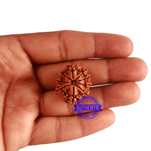 9 Mukhi Nepalese Rudraksha - Bead No. 322