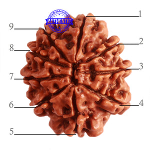 9 Mukhi Nepalese Rudraksha - Bead No. 322