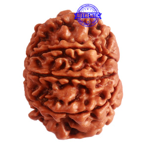 9 Mukhi Nepalese Rudraksha - Bead No. 322