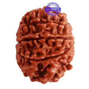 9 Mukhi Nepalese Rudraksha - Bead No. 322