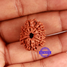 Load image into Gallery viewer, 9 Mukhi Nepalese Rudraksha - Bead No. 406
