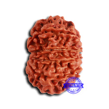 Load image into Gallery viewer, 9 Mukhi Nepalese Rudraksha - Bead No. 406
