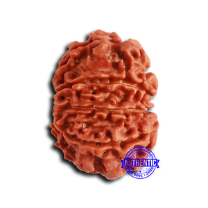 9 Mukhi Nepalese Rudraksha - Bead No. 406