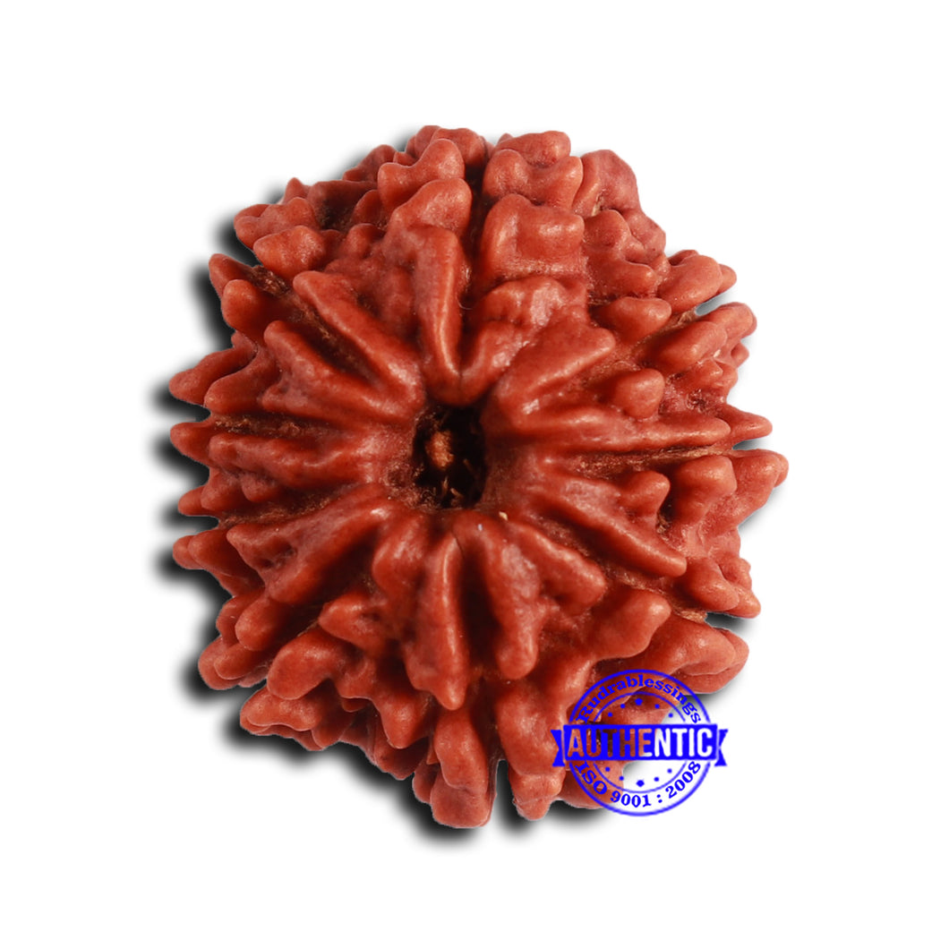 9 Mukhi Nepalese Rudraksha - Bead No. 408