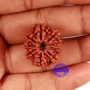 9 Mukhi Nepalese Rudraksha - Bead No. 408